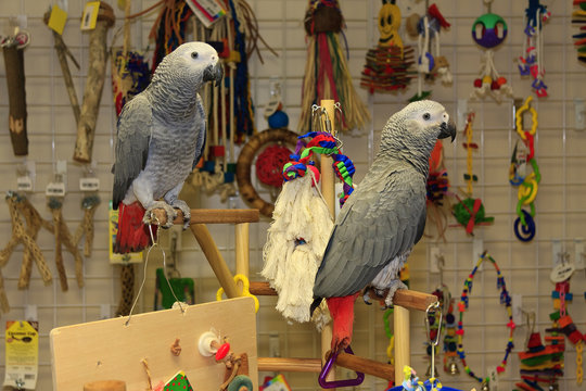 Fototapeta African Grey Parrots, Young Ones, Playing on a Playstand