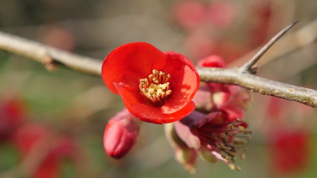 Nice Chaenomeles superba Crimson and gold red flowers shallow DOF natural 4K 2160p 30fps UltraHD tilting video - Flowering or Japanese Quince flowers branch 4K 3840X2160 UHD slow tilt footage 