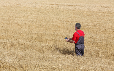 Naklejka na ściany i meble Agricultural scene, farmer or agronomist inspect wheat field