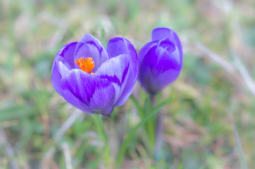 Crocus flower with shallow DOF of field in springtime. Beautiful and creative composition of a group of purple crocus flowers with selective focus and diffused background in spring.