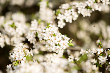 Fototapeta premium Spring blossom trees