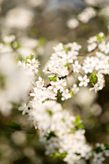 Spring blossom trees