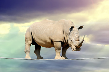 Rhino marchant sur une corde