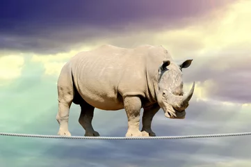 Papier Peint photo Lavable Rhinocéros Rhino marchant sur une corde