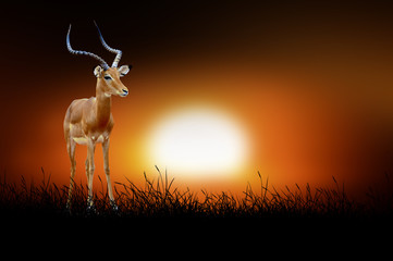 Impala on the background of sunset
