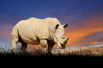 Naklejka premium Rhino on the background of sunset sky