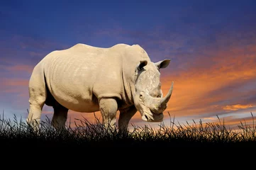Photo sur Plexiglas Rhinocéros Rhino sur fond de ciel coucher de soleil