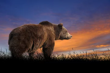 Poster Bear on the background of sunset sky © byrdyak