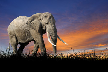 Éléphant sur fond de ciel coucher de soleil