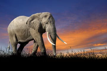 Crédence de cuisine en verre imprimé Éléphant Éléphant sur fond de ciel coucher de soleil