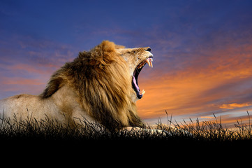 lion sur fond de ciel coucher de soleil