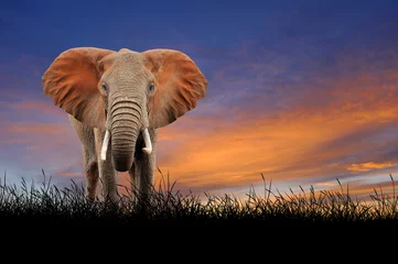 Foto auf Acrylglas Elefant auf dem Hintergrund des Sonnenunterganghimmels © byrdyak