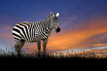 Zebra on the background of sunset sky