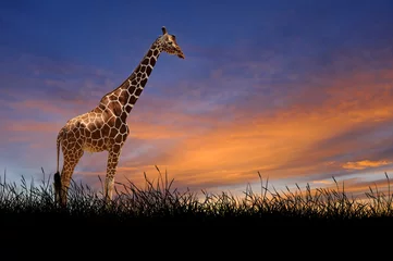 Papier peint photo autocollant rond Girafe Girafe sur fond de ciel coucher de soleil