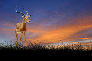 Impala on the background of sunset sky