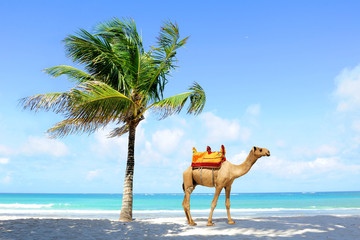 Camel on the beach