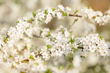 Spring blossom trees