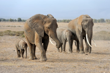 Fototapety  Słoń w Parku Narodowym Kenii