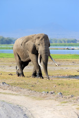 Obraz premium Elephant in National park of Kenya