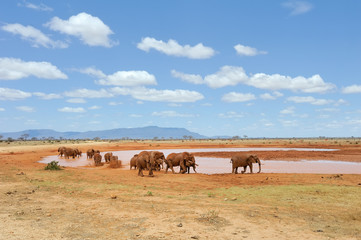 Fototapeta na wymiar Elephant in National park of Kenya