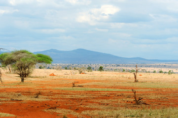 Fototapeta premium Savannah landscape in the National park of Kenya