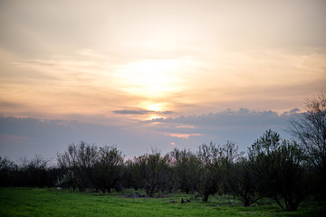 Peach sunset over a field of green