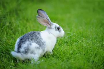 Rabbit