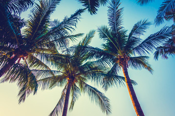Naklejka na ściany i meble Beautiful palm tree on blue sky