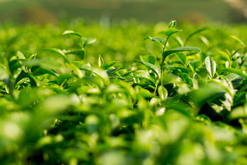 Fototapeta na wymiar Green tea bud and fresh leaves