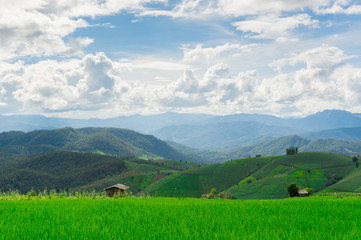 Fototapeta na wymiar Rice Field in Chiangmai