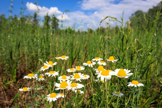 summer flowers on meadow