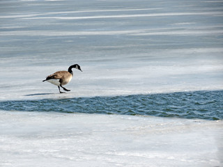Geese are too early; the ice is still on the lake.