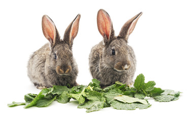Young rabbits that eat greens.