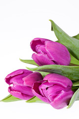 some violet spring flower tulips isolated on white background
