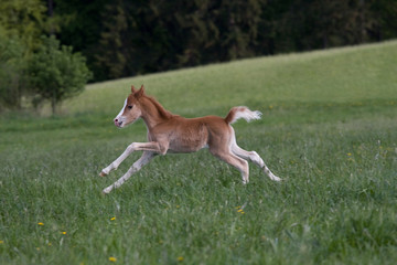 Naklejka na ściany i meble Nice little foal running on pasture