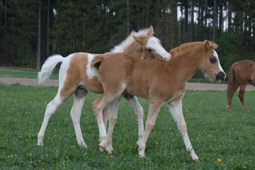 Naklejka na ściany i meble Two lovely foals playing on pasture