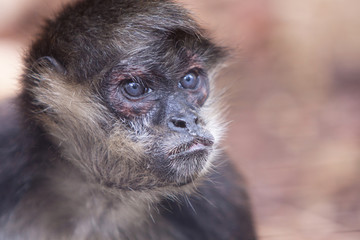 Yucatan Spider Monkey