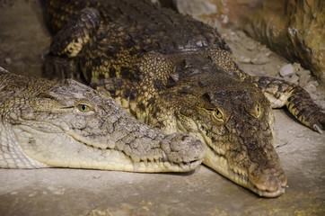 Two crocodiles