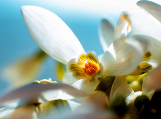 Beautiful snowdrop flower. Macro.