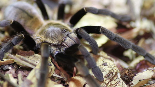 Thailand Golden Fringed tarantula (Ornithoctonus aureotibialis)
