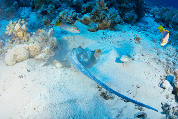 Bluespotted ribbontail ray (Taeniura lymma) feeding, in the Red Sea, Egypt.