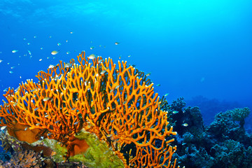 Obraz premium Dichotomy fire coral (Millepora dichotoma) in the Red Sea, Egypt. 