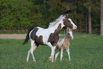 Obraz na płótnie Canvas Pony mare with little foal