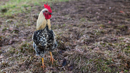 Beautiful rooster in free range enclosure. Farm stock Image