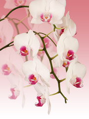 Fototapeta premium White orchid. Isolated 