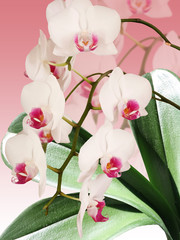 Naklejka na ściany i meble White orchid. Isolated 