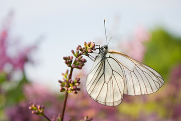 beautiful butterfly sitting on flowers of lilac