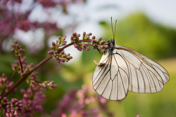 beautiful butterfly sitting on flowers of lilac