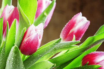 Fototapeta premium Bouquet of beautiful pink and white tulips with dew drops, selec