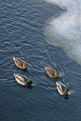 Ducks swimming in a winter river near the ice floes